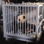 Pandas arrive in the US; next stop is the National Zoo