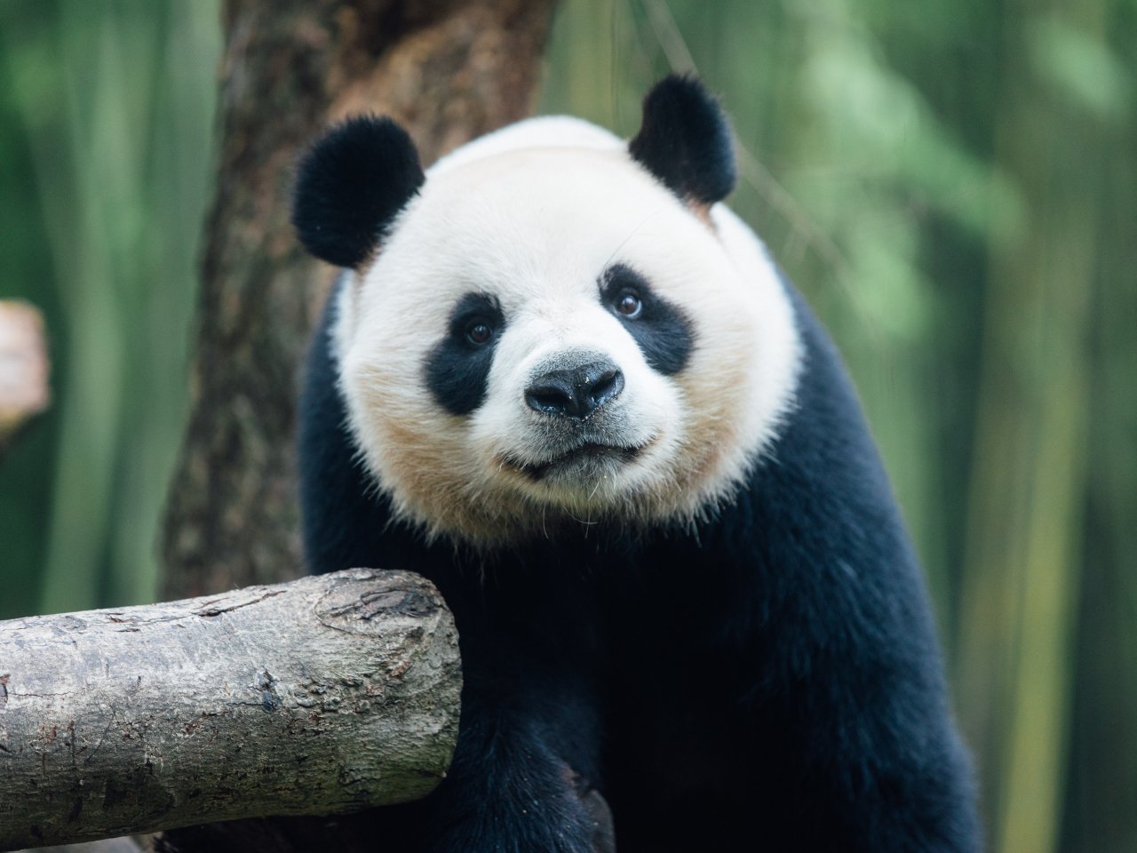 Pandas gifted by Beijing complete quarantine