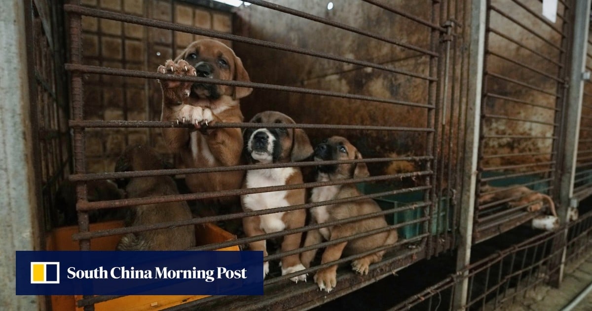 Plan to make South Korea dog meat-free faces resistance from farmers, vendors