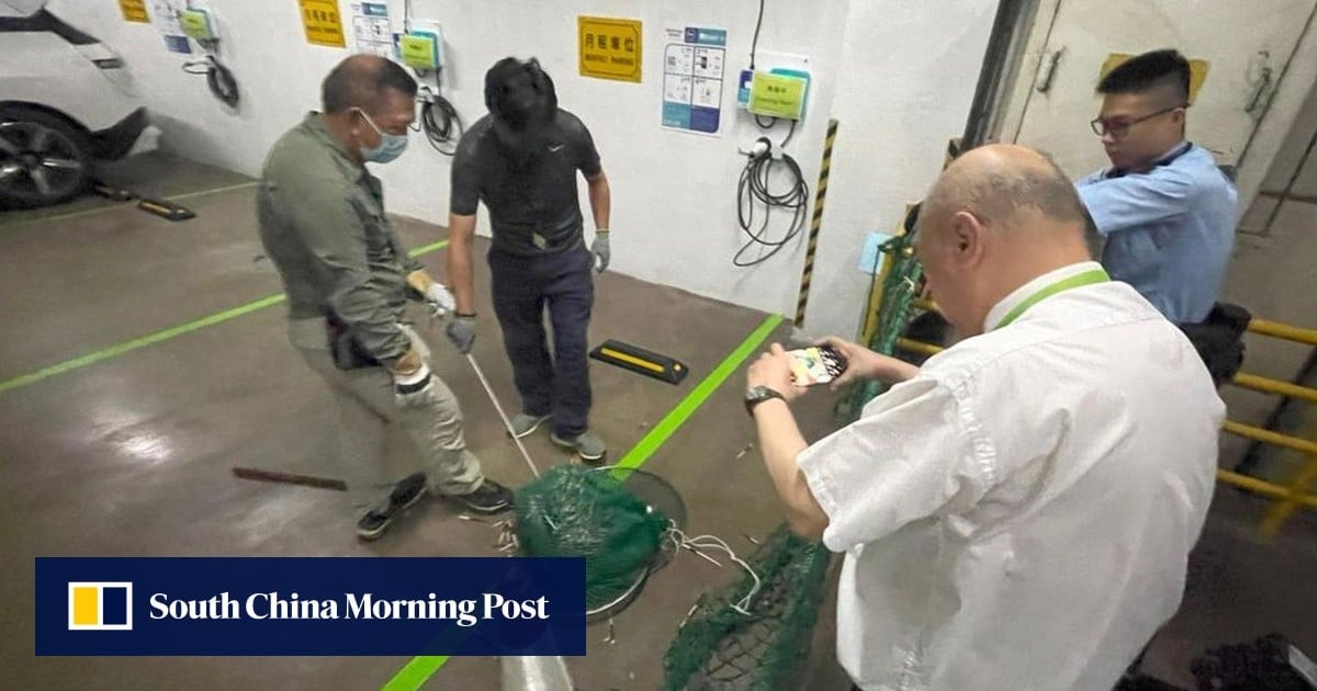 Prickly situation as porcupine found hiding in Hong Kong car park