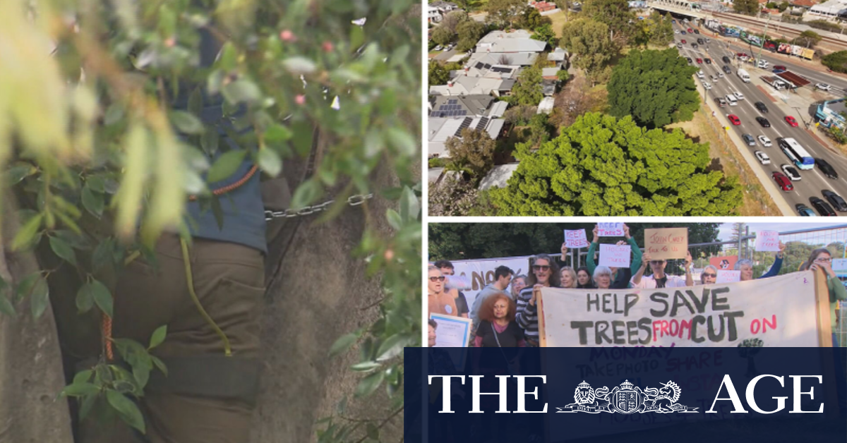 Protest halts bulldozing of century-old trees in Perth