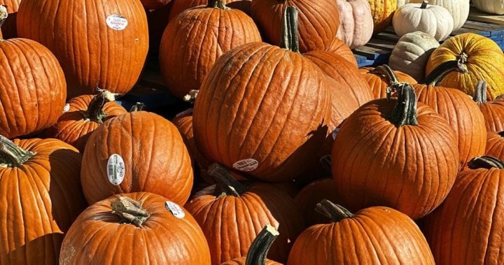 Pumpkins thrown off Highway 401 overpass smash transport truck windows