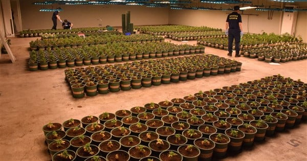 Record number of marijuana plants seized by Hsinchu authorities