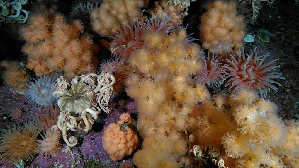 Scientists discover large cold-water soft coral garden in Newfoundland