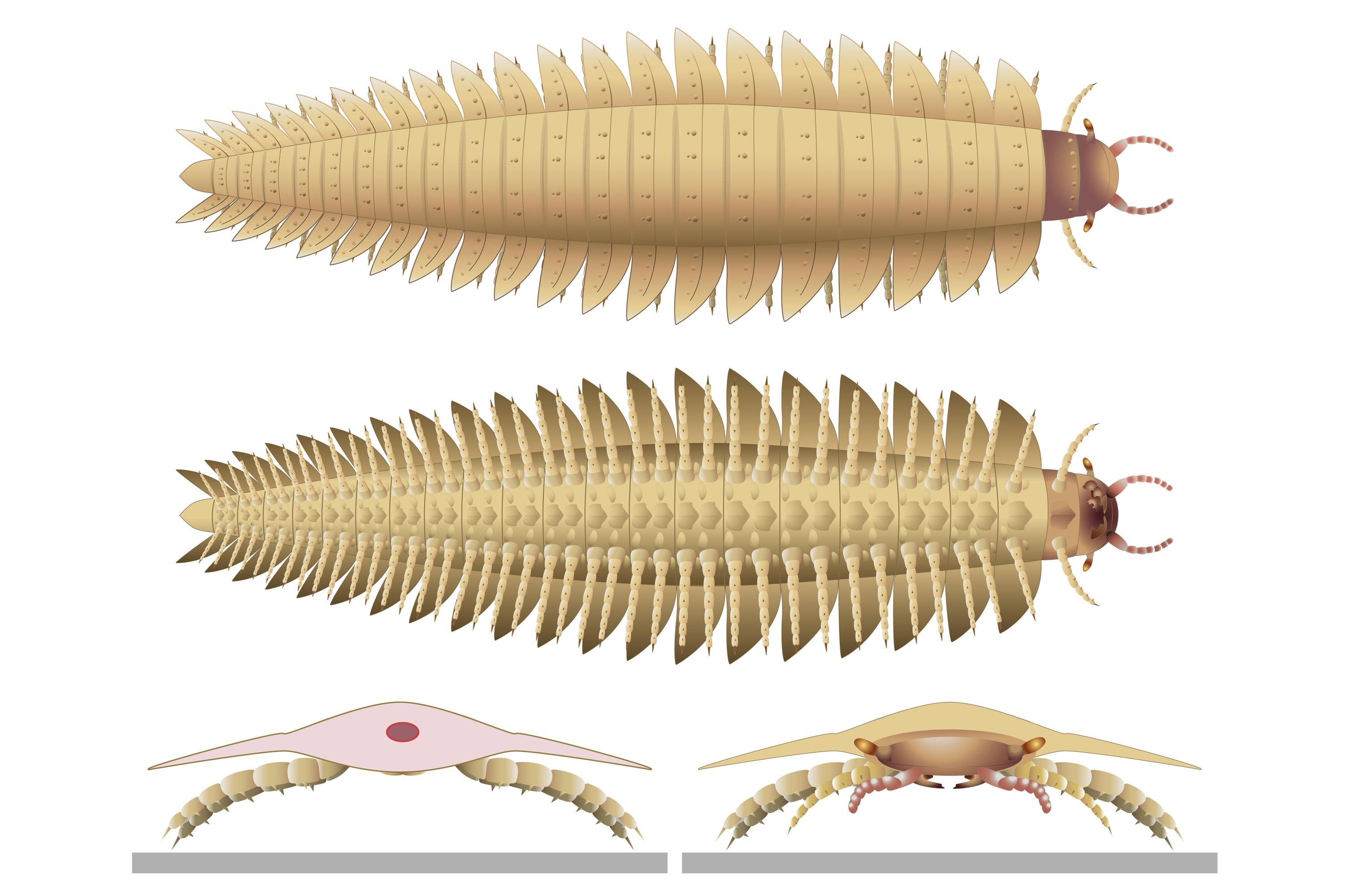 Scientists now know what the head of the biggest bug to ever crawl the Earth looked like