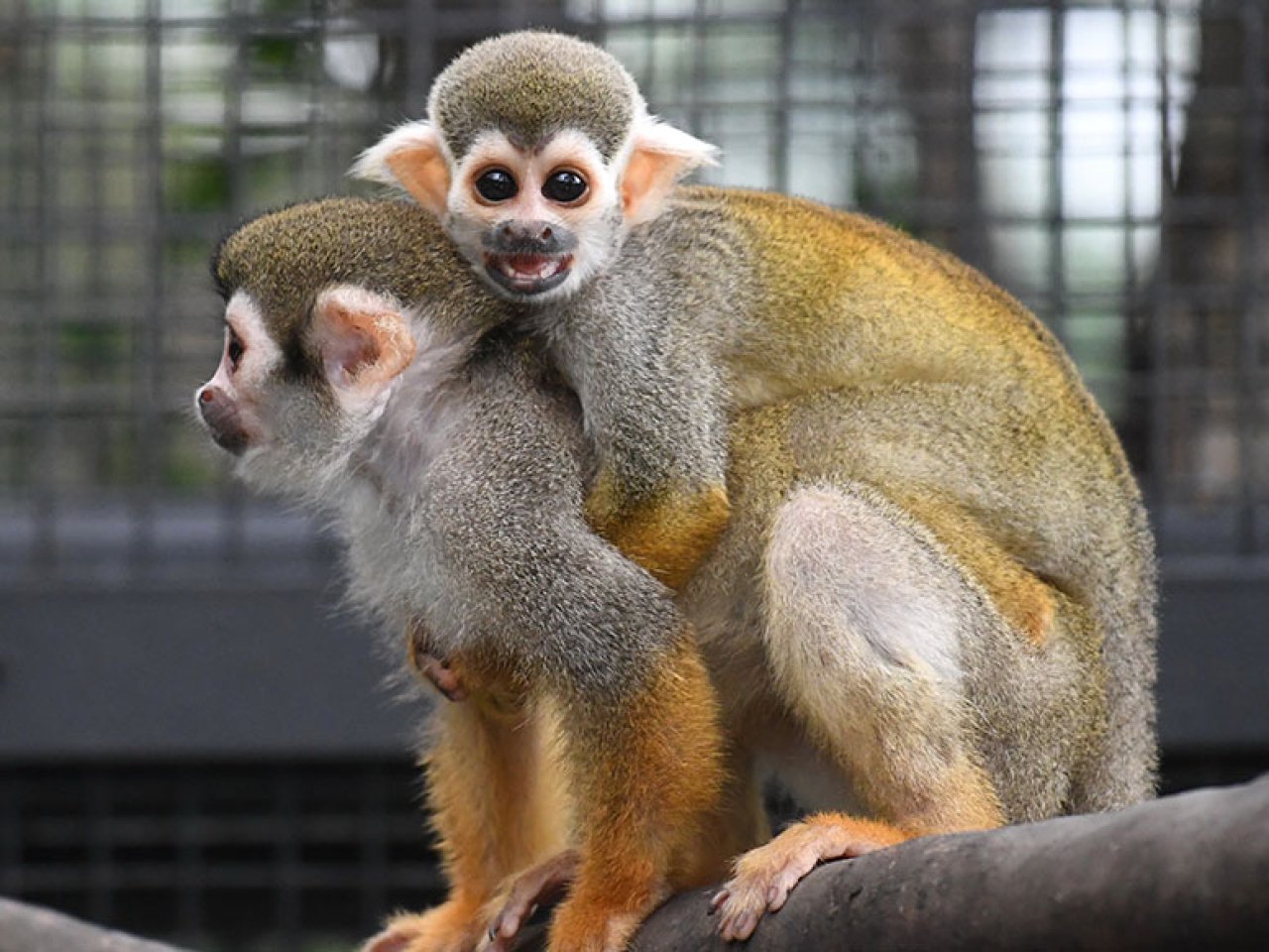 Second Common Squirrel Monkey dies, death toll 11