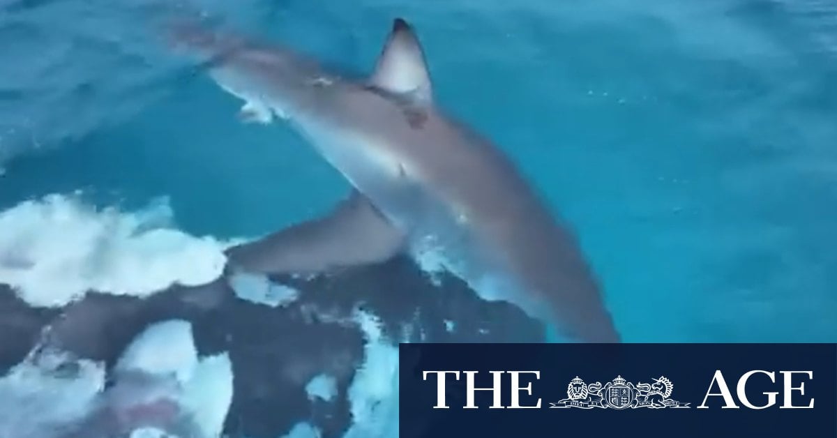 Shark spotted circling whale carcass in Esperance, WA