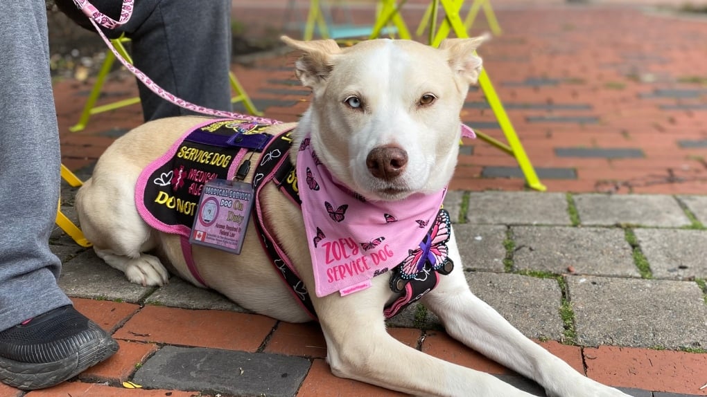 'She's been attacked twice so far': Advocates call for more service dog safety in N.B.