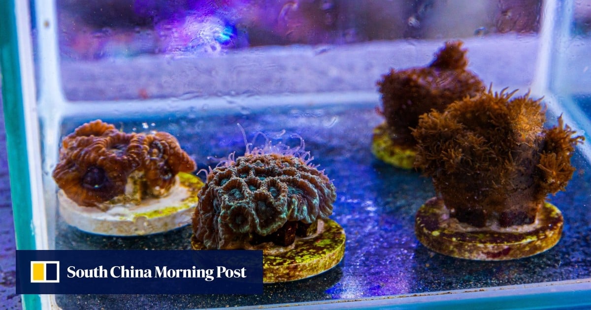 Spirit of Hong Kong Awards: the Hongkonger growing coral babies in lab to save ecosystem