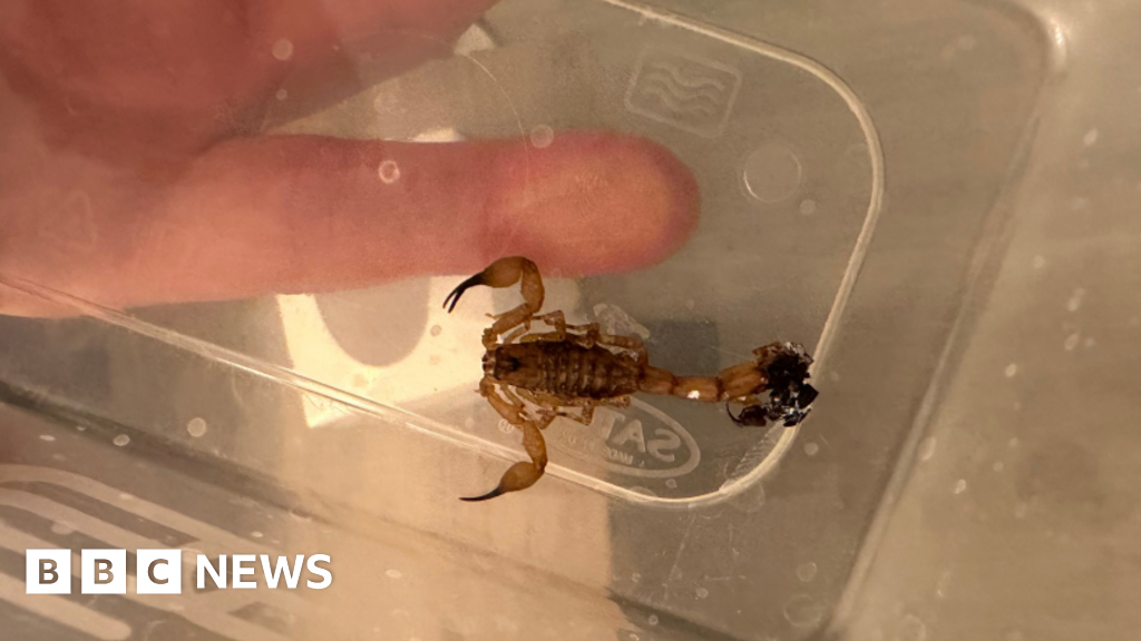 Stowaway creatures on the rise in UK, expert warns