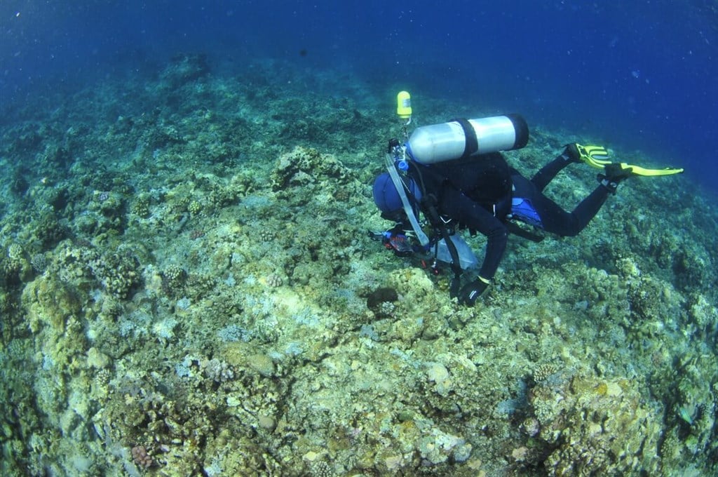 Taiping Island research station discovers 1st new fish species