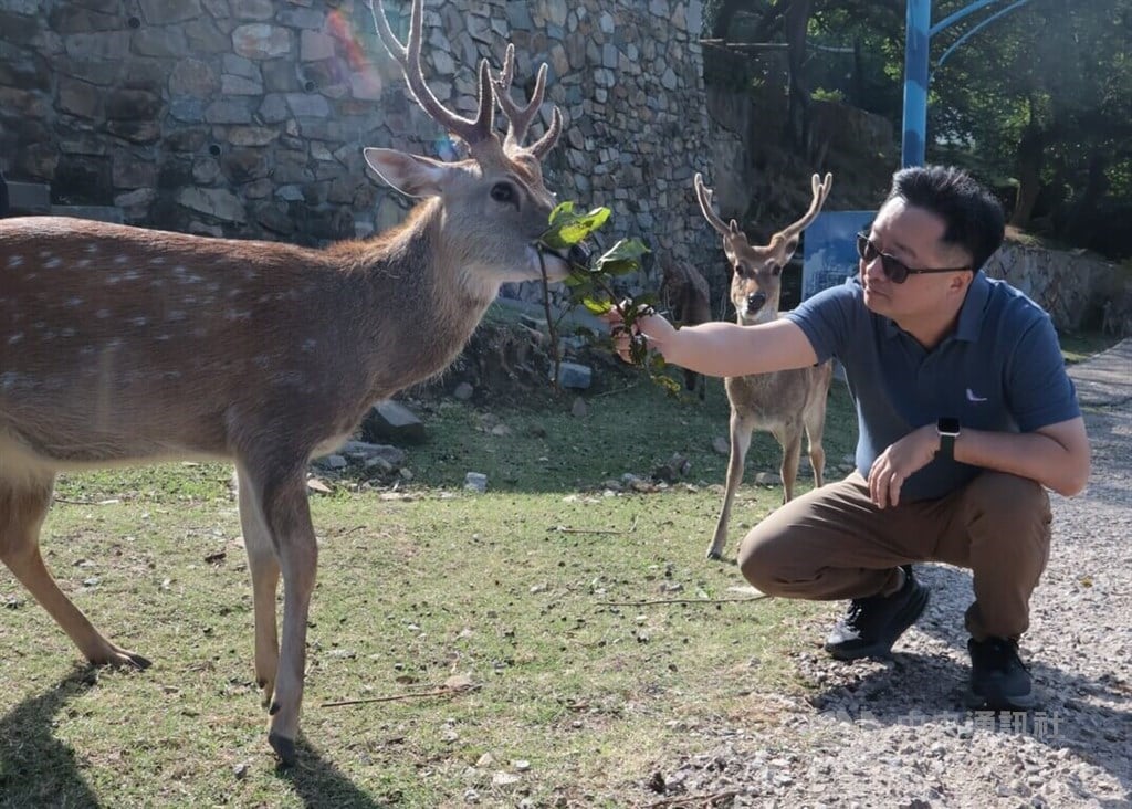 Taiwan mulling gifting China a pair of sika deer