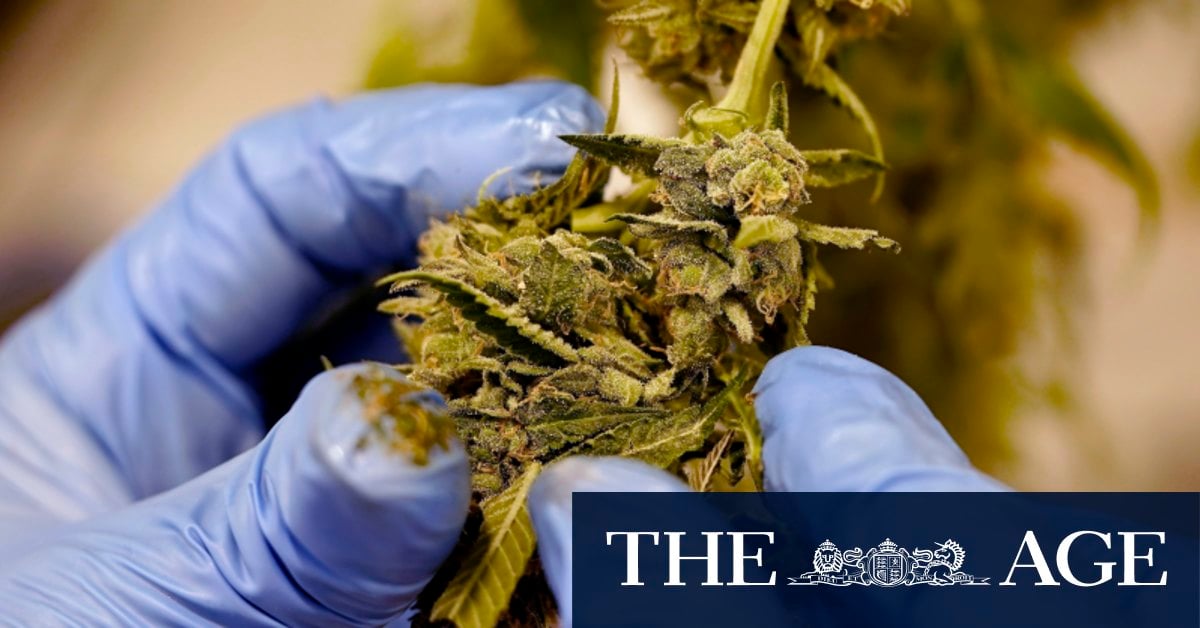 The medicinal cannabis business risks going up in smoke