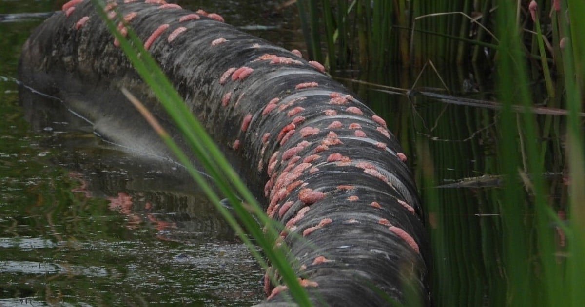 'They're scattered everywhere': Invasive snail eggs spotted in Lower Seletar Reservoir