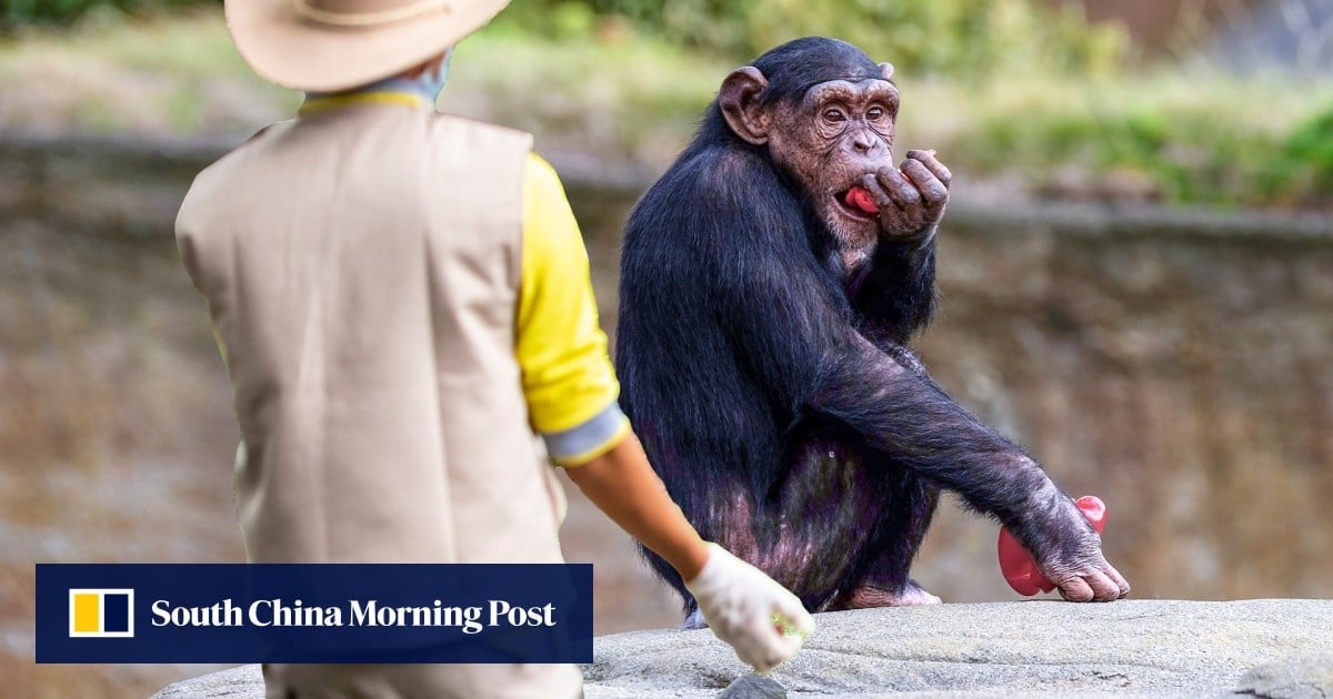 Thieving Japan keeper steals, eats and sells chimpanzee treats, leaves zoo short of food