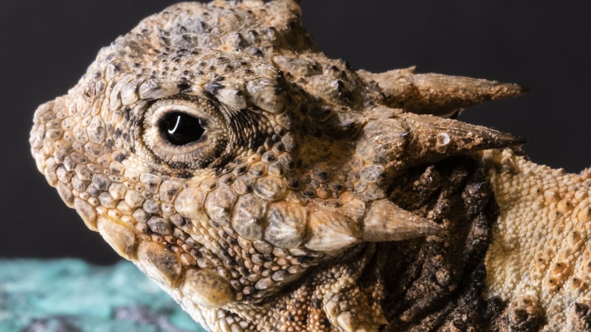 This Short-Horned Lizard Squirts Toxic Blood From its Eyes