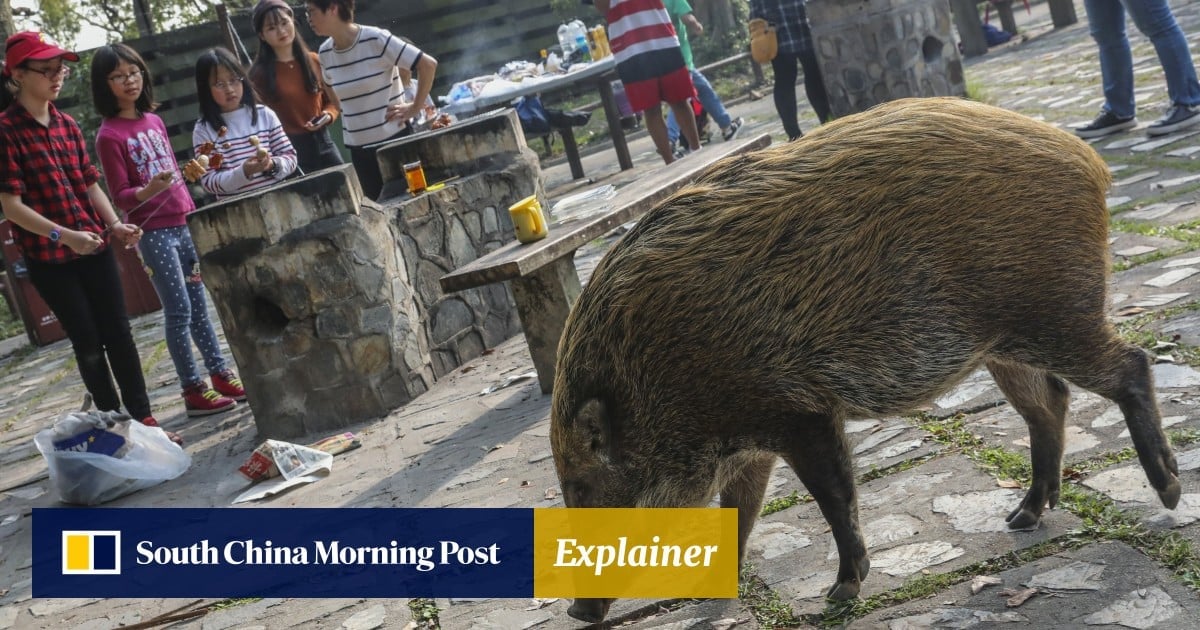 Unsure what to do if a wild boar attacks? Hong Kong experts sort truth from hogwash