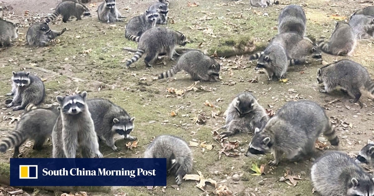 US woman flees after home is invaded by up to 100 raccoons