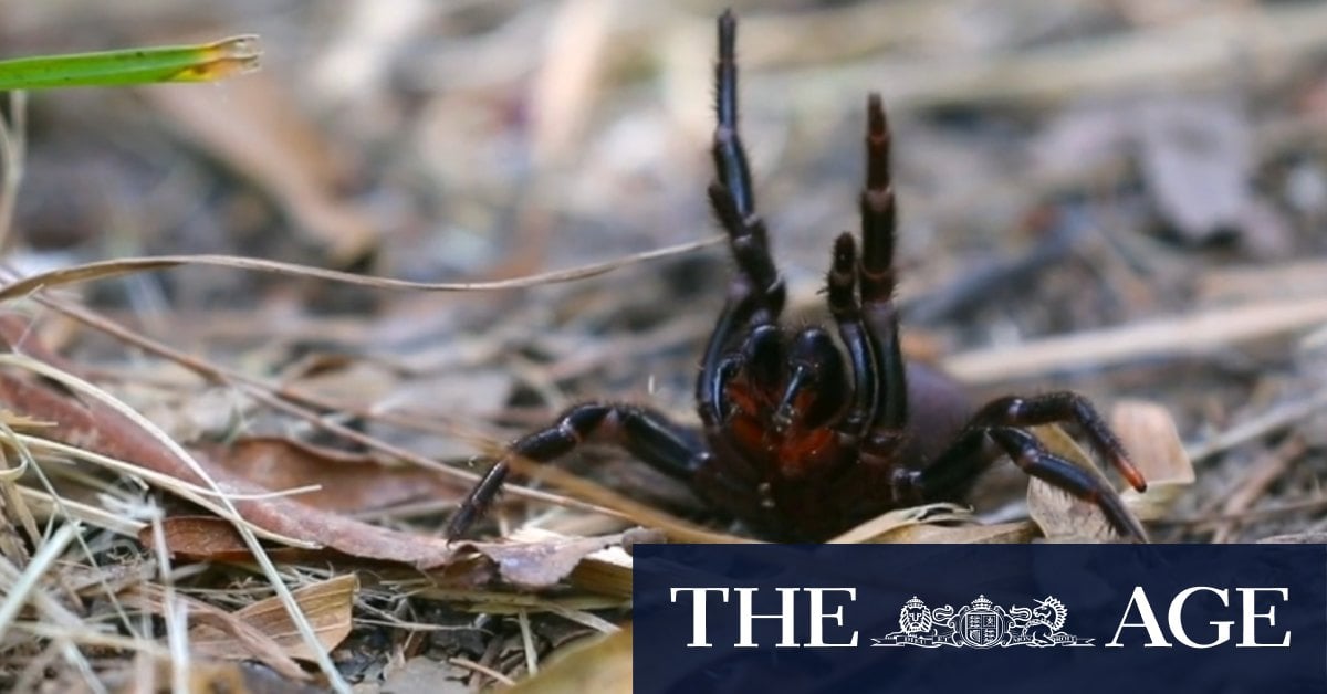 Venom from funnel-web spider could be used for heart attack patients