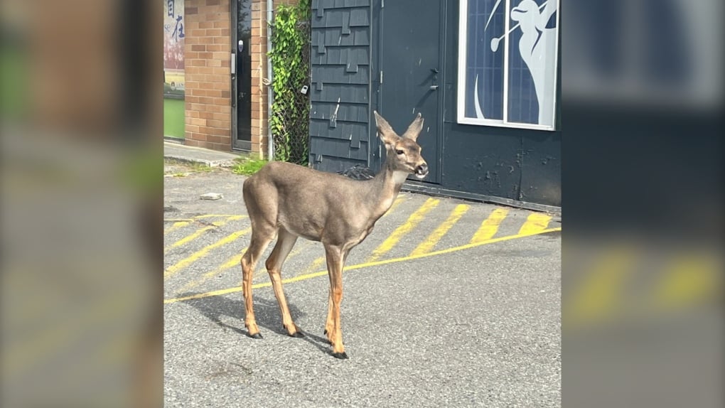 'Visibly exhausted' rogue deer in B.C. city chased by dogs, saved by RCMP