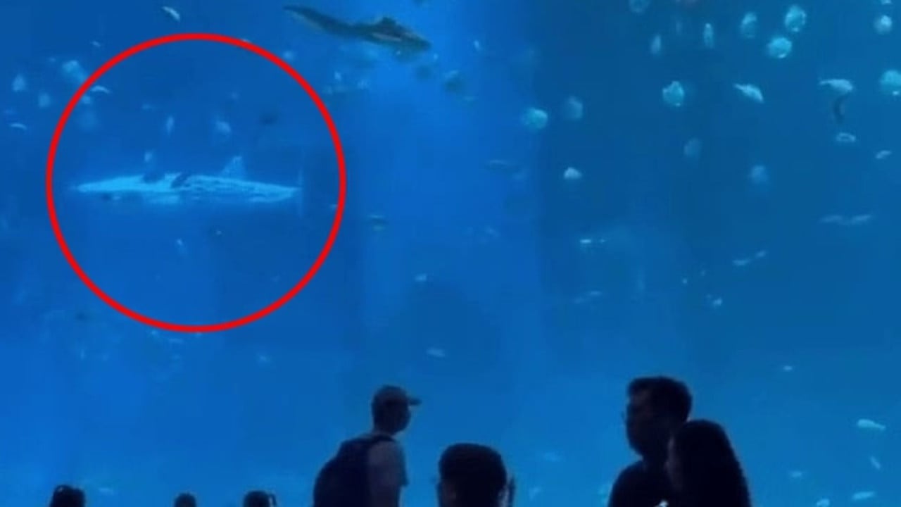 Visitors slam bizarre find at aquarium