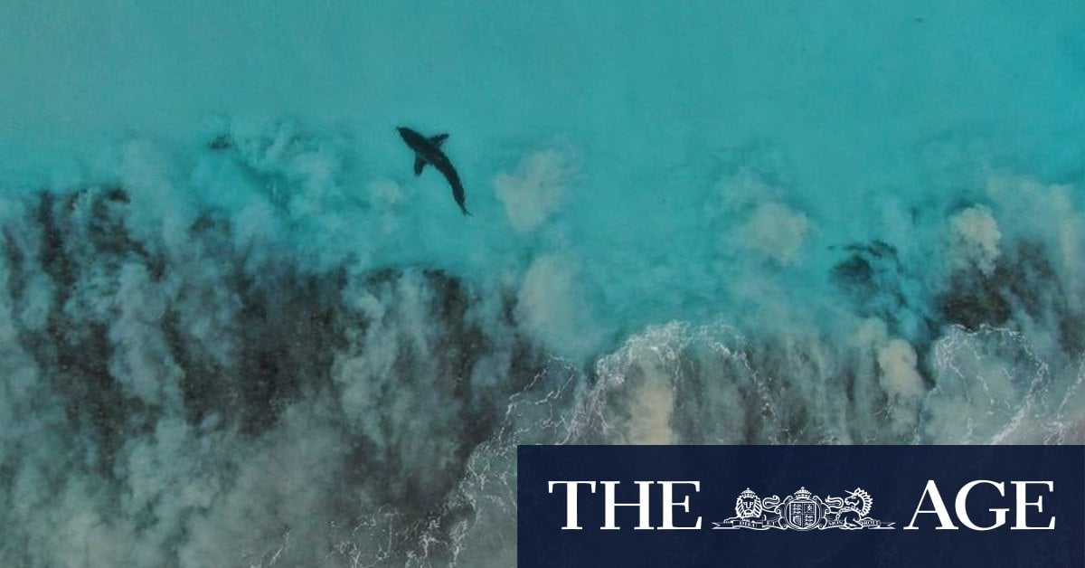 Warning after whale carcass at WA beach attracts shark