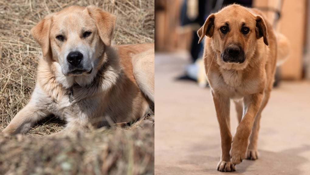 'We have lost two of our friends': Sask. family searching for information in fatal shooting of pet dogs