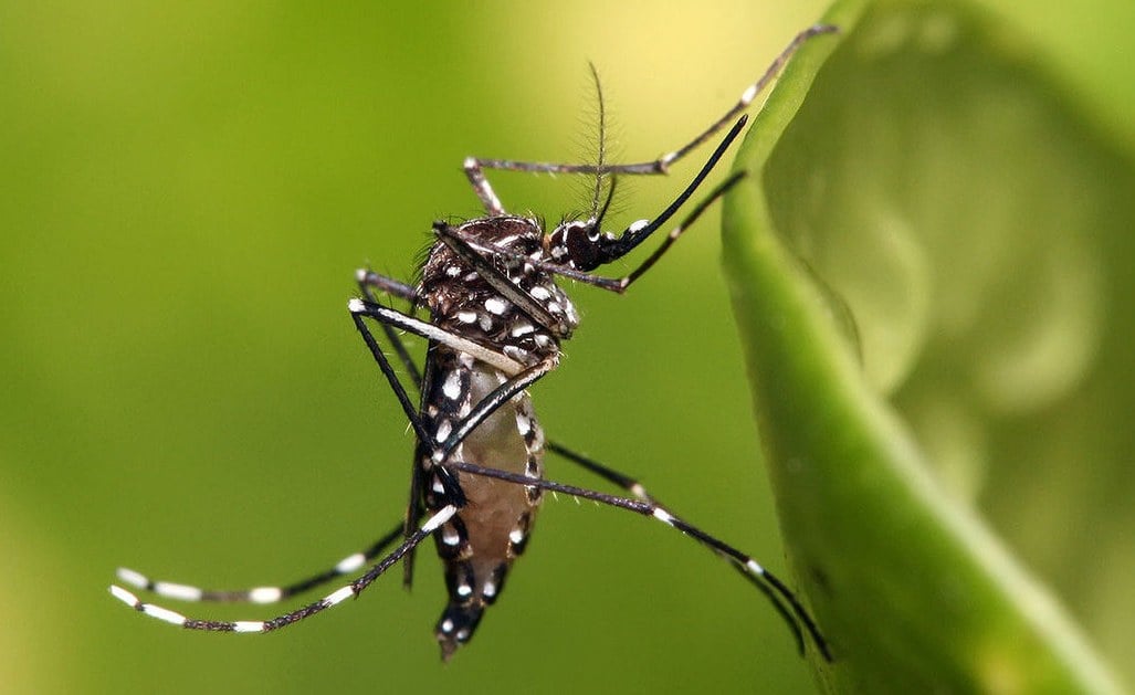 WHO Launches Plan to Tackle Growing Threat of Dengue, Other Diseases