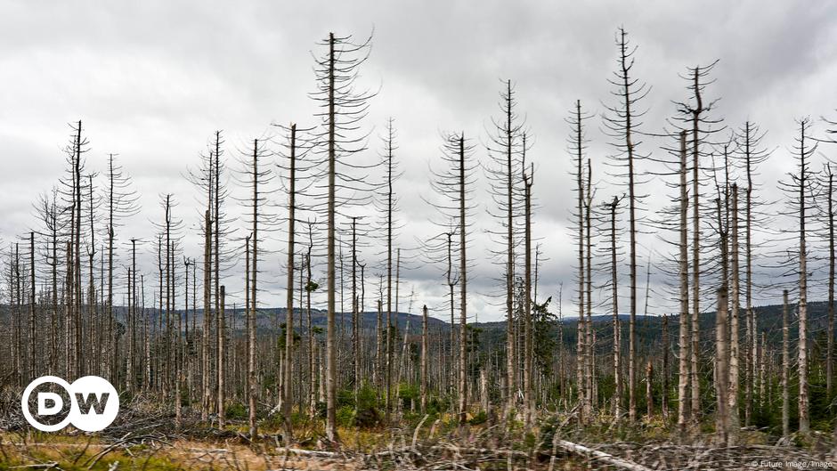 Why Germany's dying forests could be good news