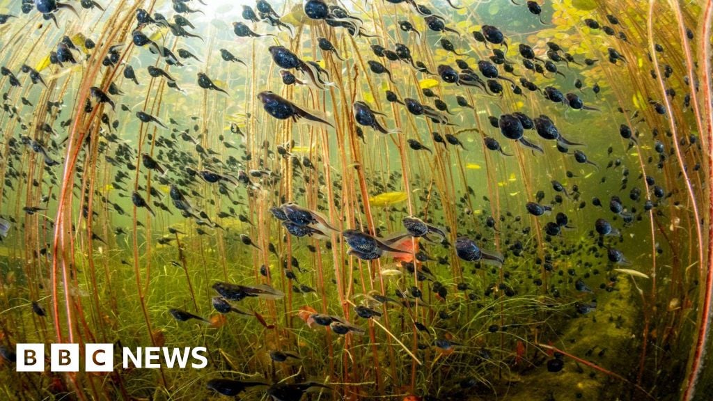 Wildlife Photographer of the Year: Tadpoles win top prize