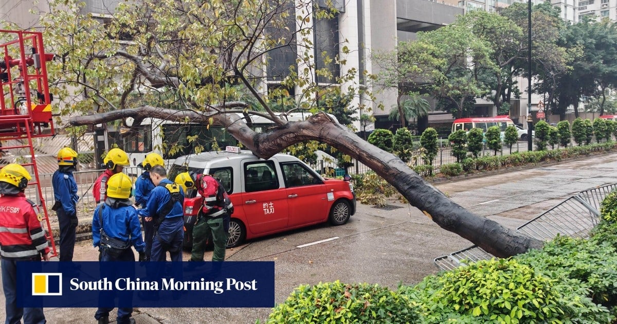 10-metre tree falls onto 3 vehicles on busy Hong Kong road, disrupting traffic for 3 hours