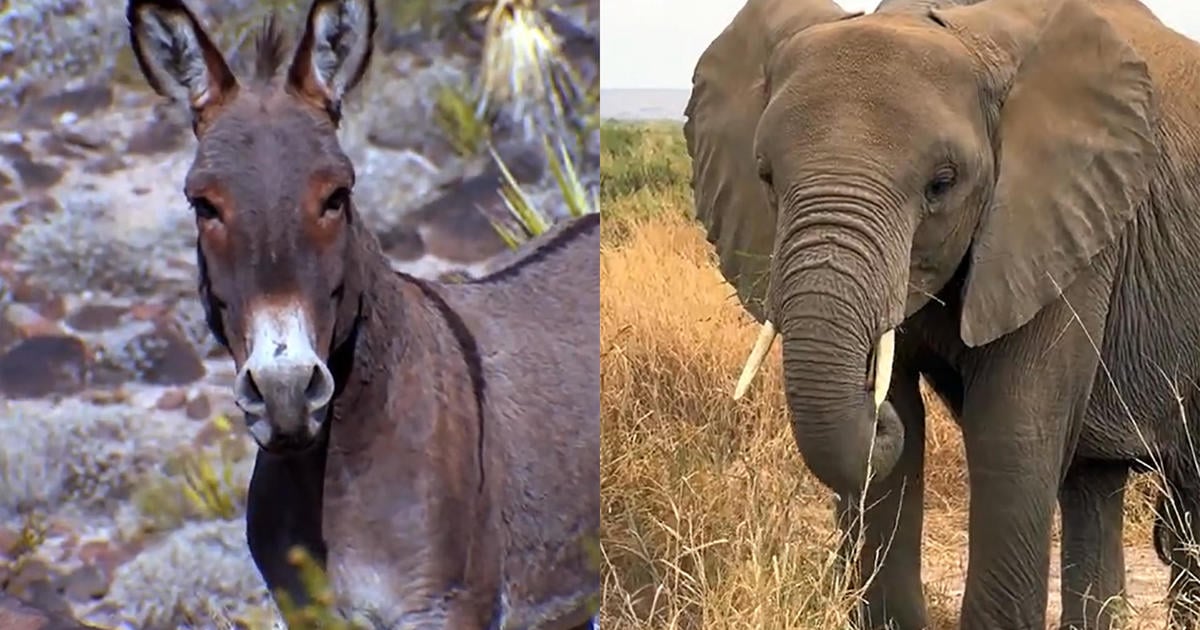 Nature: Donkeys and elephants