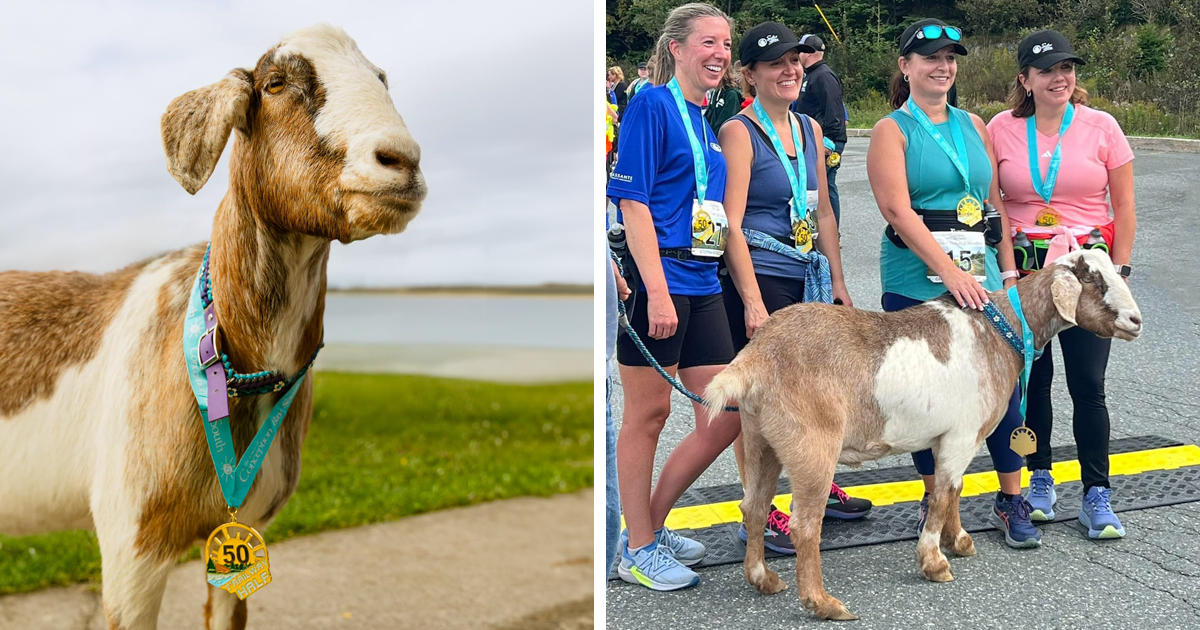 Goat Runs Away From Home Only To Come Back With A Medal For Finishing A Half-Marathon