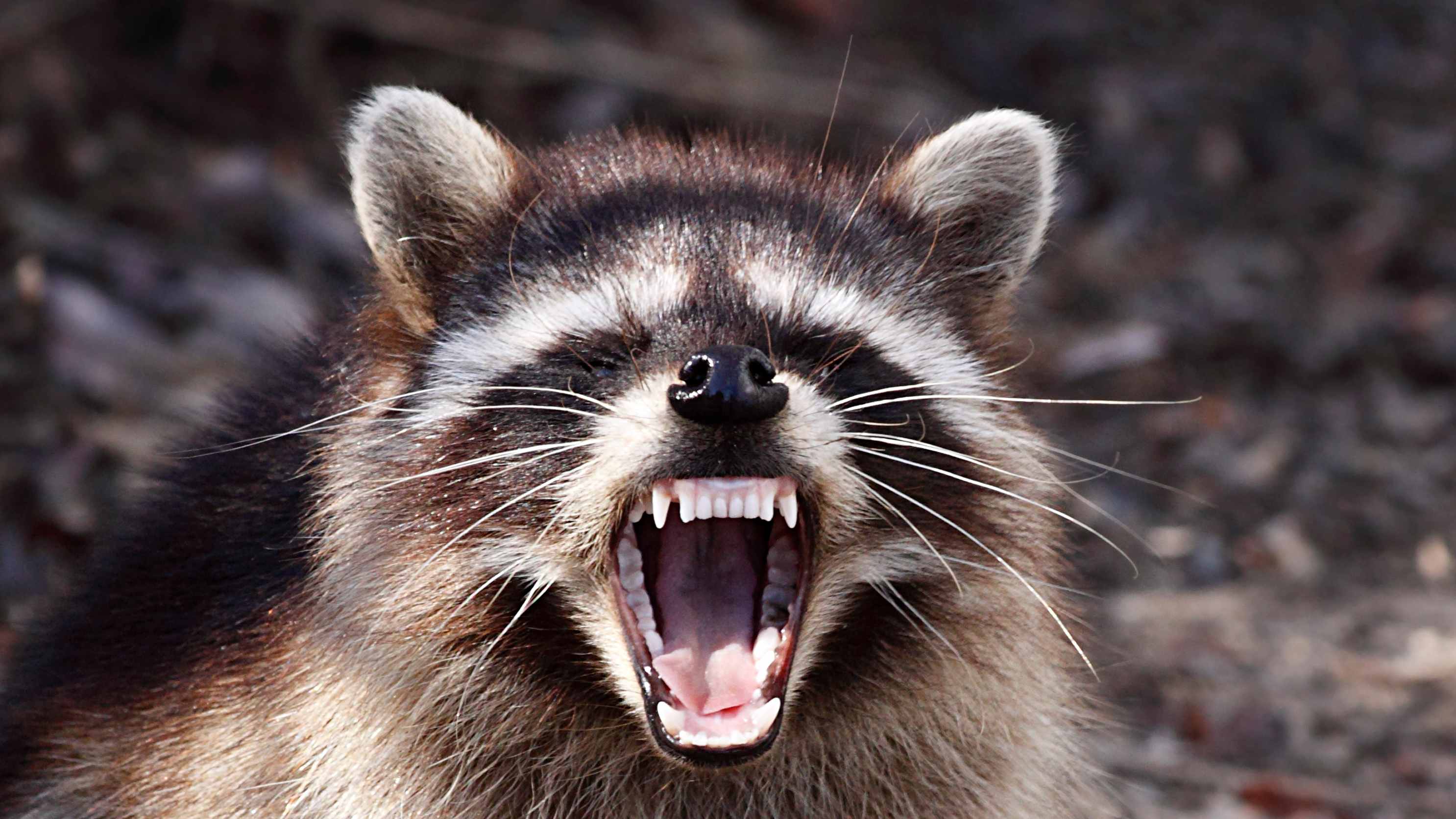 A 911 Call About a Raccoon Invasion Is a Good Reminder Never to Feed Wild Animals