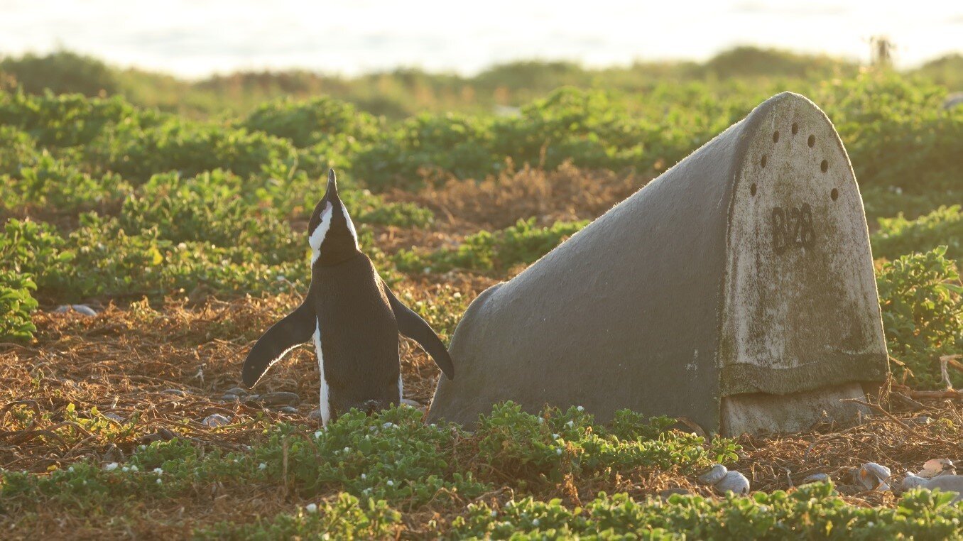 Artificial nests boost penguin breeding success, but there's no one-size-fits-all design