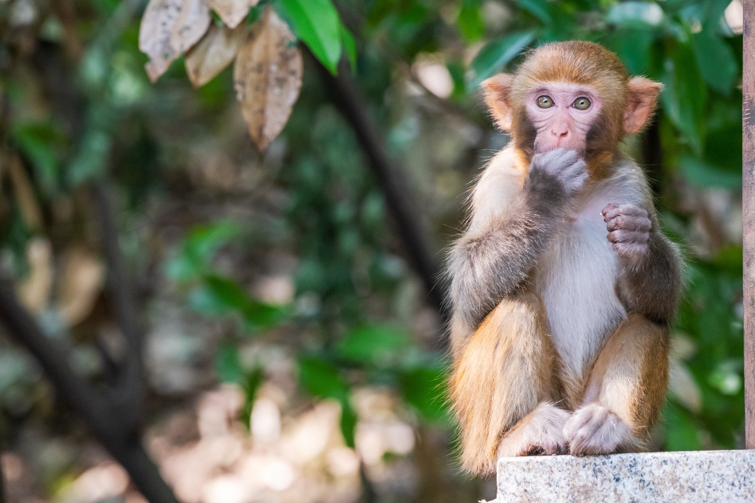 South Carolina Residents Told to Secure Their Homes After 43 Monkeys Escape Lab