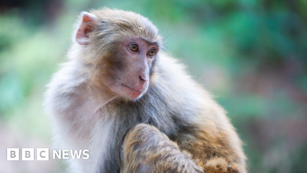 Forty-three monkeys escape from US research lab