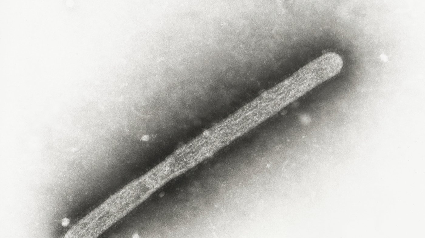 A human bird flu case is thought to be found in Canada for the first time