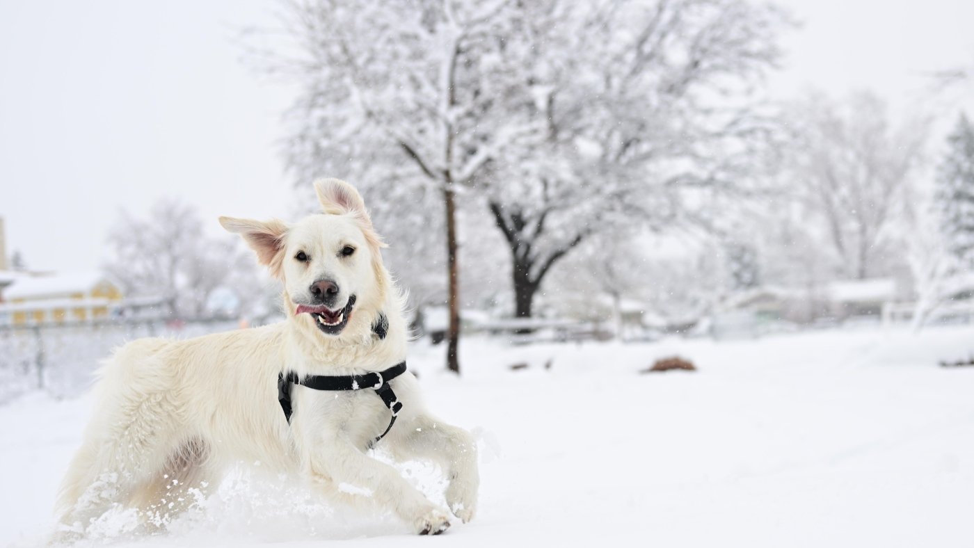 NOAA's annual winter forecast is here. These are the weather predictions for your area