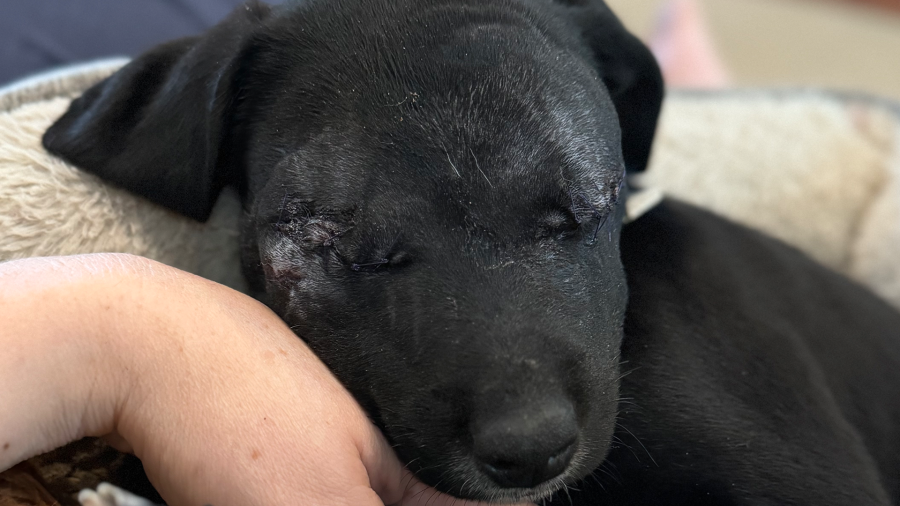 Puppy adopted in Massachusetts lost both eyes after being attacked in different home