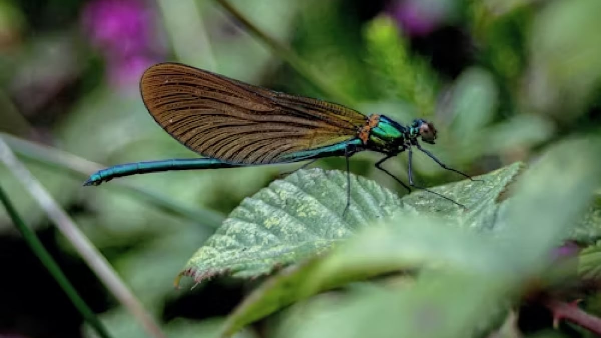 COP16 Biodiversity Summit: How Nations Are Tackling Global Biodiversity Loss and Species Extinction