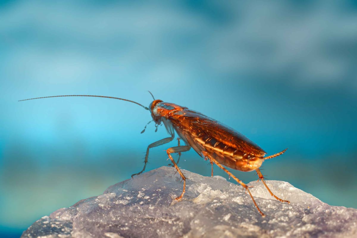 The evolutionary mystery of the German cockroach