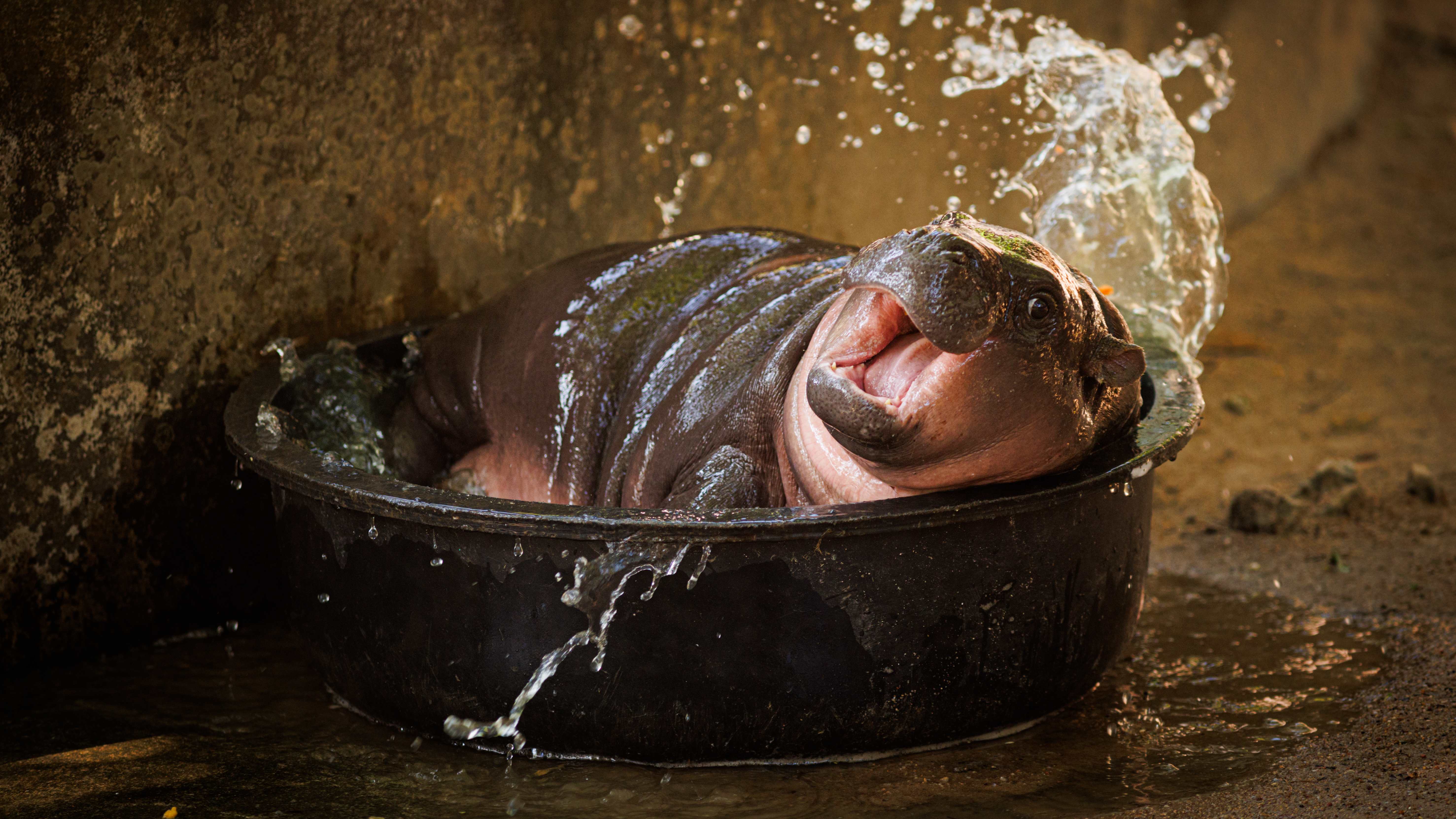 Moo Deng the Viral Pygmy Hippo Has Inspired a Thai Pop Song