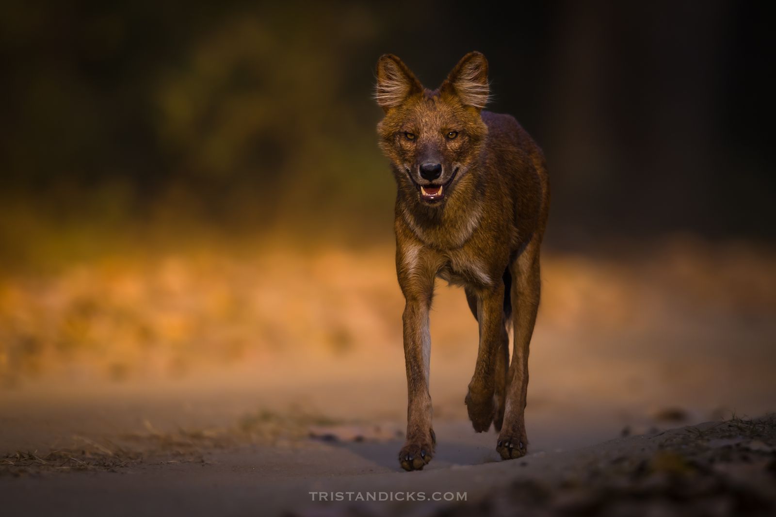 Why are Indian and African wildlife so similar?