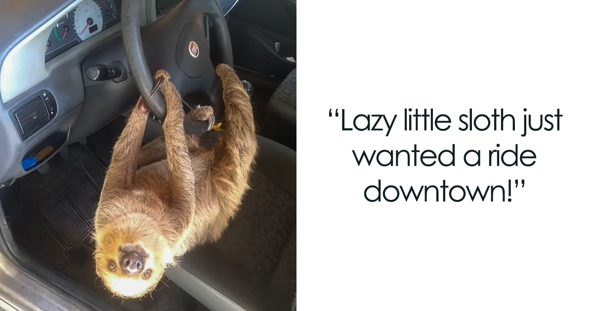 A Driver In Brazil Shares A Video About Hilarious Encounter With A Wild Sloth