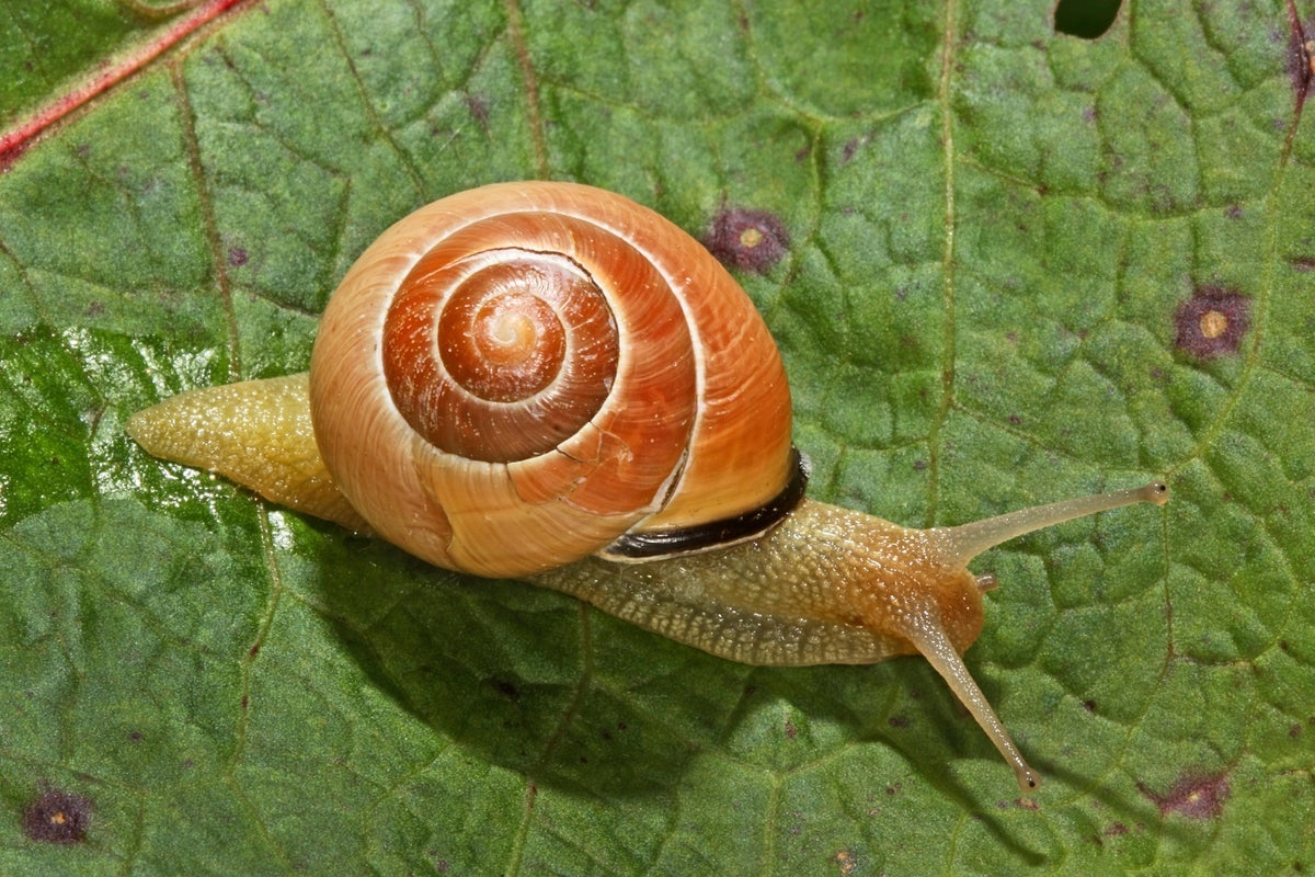 Climate Change Is Altering Animals' Colors