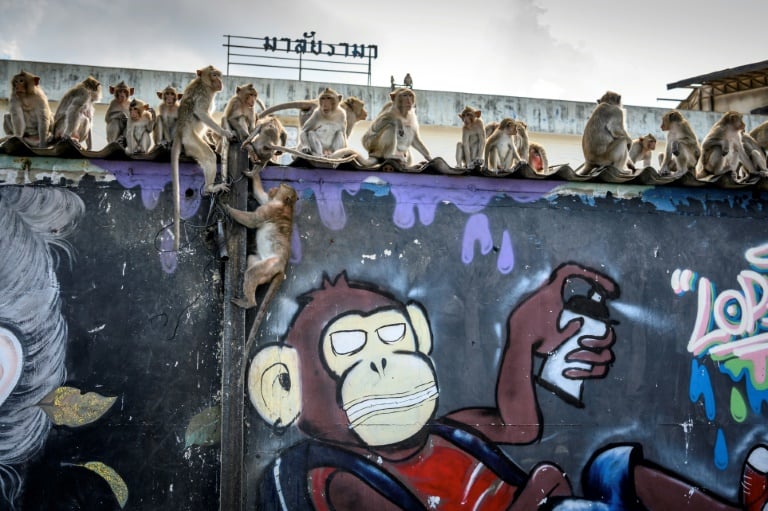 Law and disorder as police station comes under monkey attack...