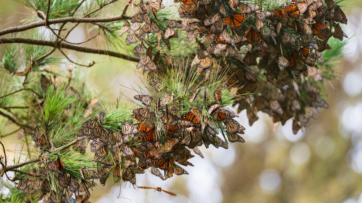 How do you protect a species that lives across a continent? Monarch butterfly decision may soon try