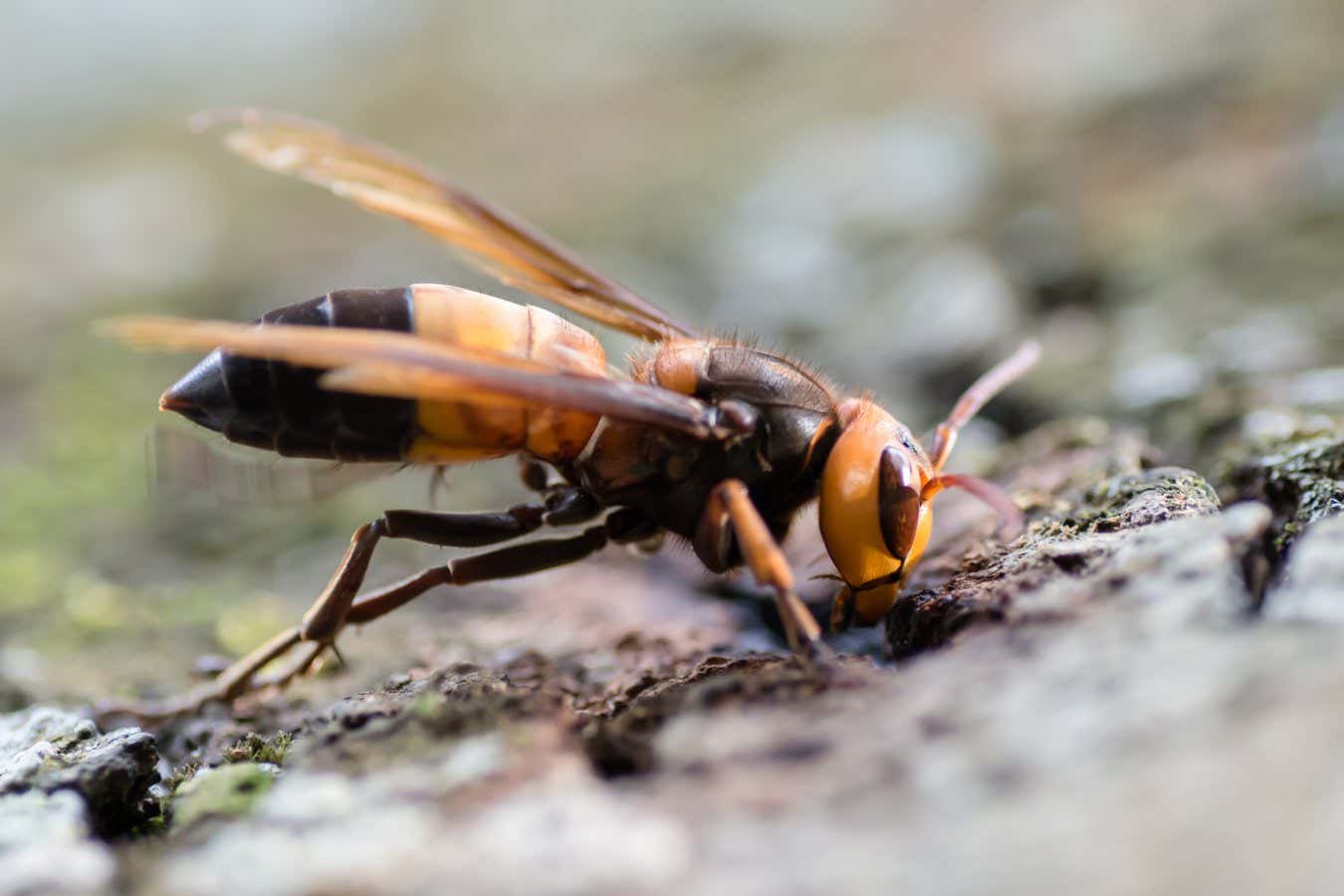 A giant hornet from Asia has appeared in Europe for the first time