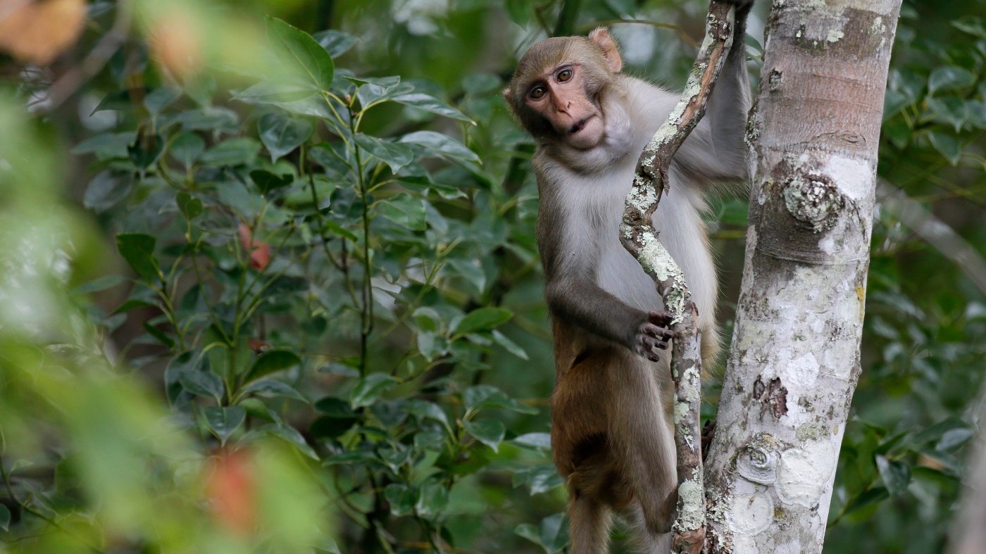 25 of 43 monkeys have been recovered after escaping a lab in South Carolina last week